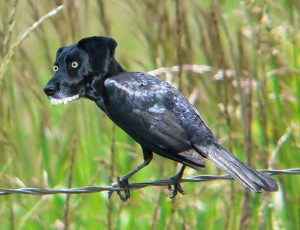 A bird with a dog's head pasted on