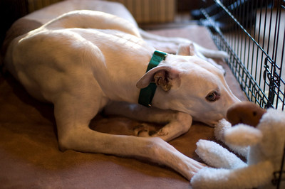 Resting greyhound